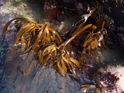 Algas marinhas: origens